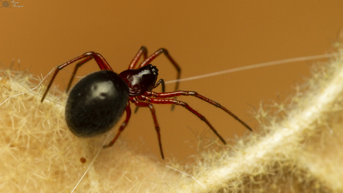 Ceratinopsis dippenaari