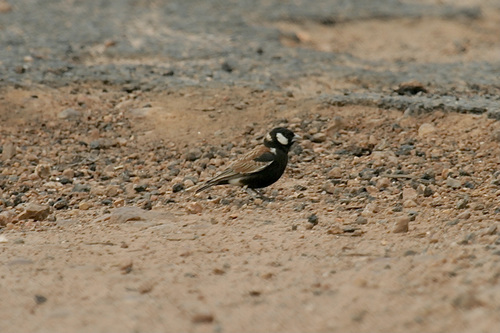 Chestnut-backed Sparrow-Lark