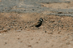 Eremopterix leucotis