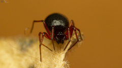 Ceratinopsis dippenaarae