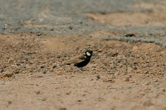 Eremopterix leucotis