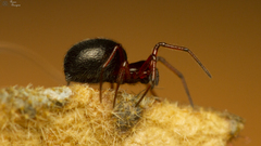 Ceratinopsis dippenaarae