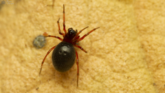 Ceratinopsis dippenaarae