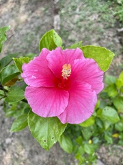 Hibiscus