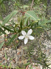 Philotheca hispidula