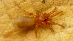Caponia