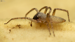 Clubiona aspidiphora