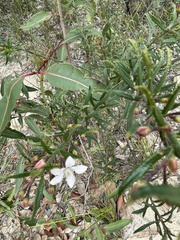 Philotheca hispidula