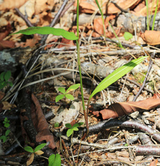 Bistorta manshuriensis