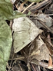 Zanclognatha laevigata