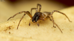 Clubiona aspidiphora