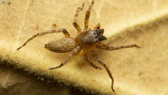 Clubiona aspidiphora