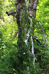 Veratrum grandiflorum