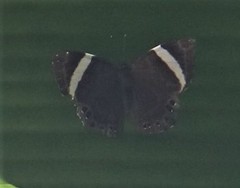 Abisara fylla