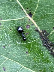 Dolichoderus taschenbergi