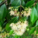 Syzygium cerasiforme - Photo (c) Min Sheng Khoo, algunos derechos reservados (CC BY-NC-SA)