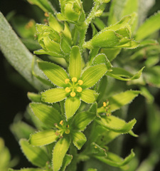 Veratrum grandiflorum