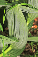 Veratrum grandiflorum