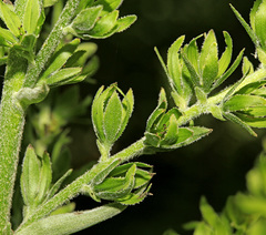Veratrum grandiflorum