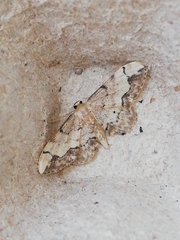Idaea efflorata