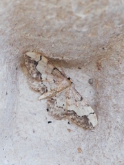 Idaea efflorata