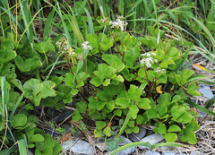Ligusticum scothicum hultenii
