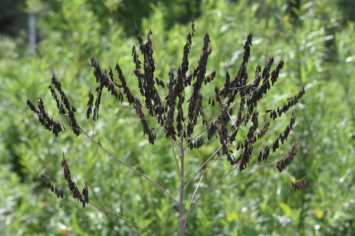Isatis costata, photograph 2