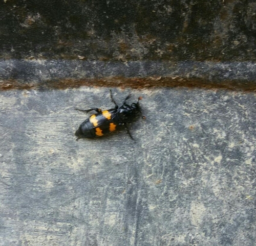 hrobárik (Nicrophorus)