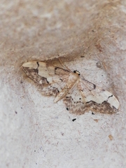 Idaea efflorata