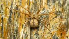 Tyrotama