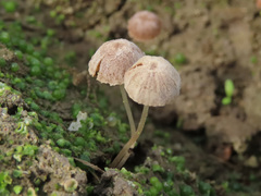 Psathyrella tenuicula