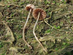 Psathyrella tenuicula