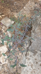 Tracheophyta