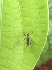 Armigeres subalbatus