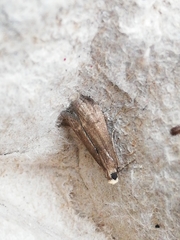 Cryptoblabes bistriga