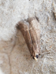Cryptoblabes bistriga