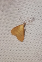 Anania crocealis