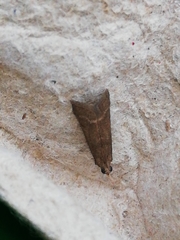 Cryptoblabes bistriga