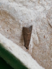 Cryptoblabes bistriga