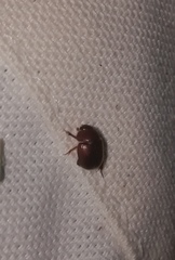 Ochodaeus chrysomeloides