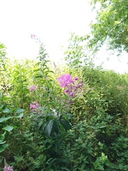 Chamaenerion angustifolium