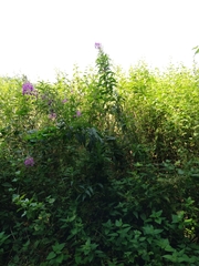 Chamaenerion angustifolium