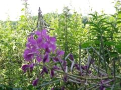 Chamaenerion angustifolium