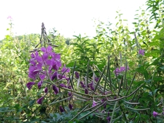 Chamaenerion angustifolium