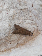 Cryptoblabes bistriga