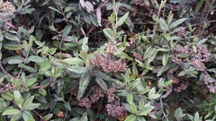 Ageratina asclepiadea