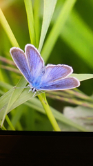 Cyaniris semiargus