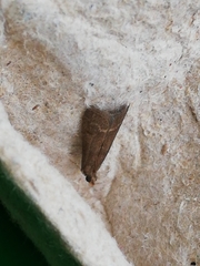 Cryptoblabes bistriga