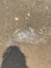 Chrysaora chesapeakei