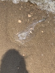 Chrysaora chesapeakei